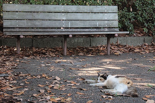 太田区のねこ