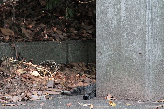 太田区のねこ