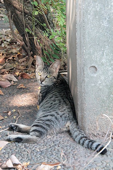 太田区のねこ