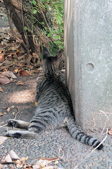 太田区のねこ