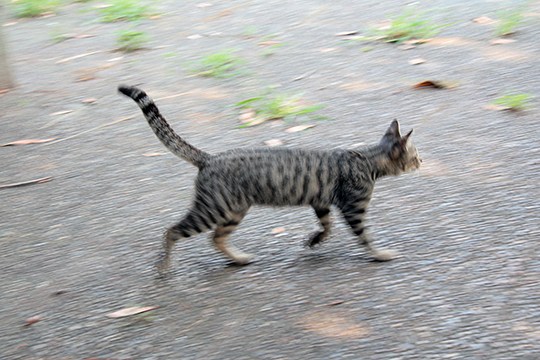太田区のねこ