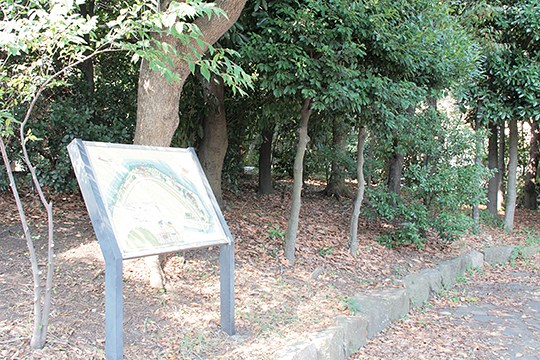 太田区のねこ