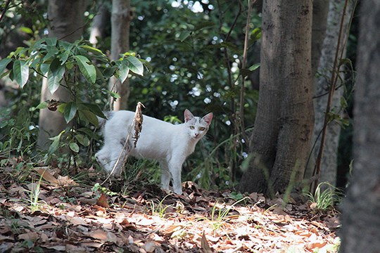 太田区のねこ