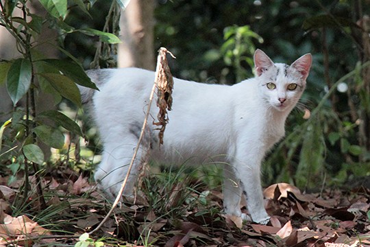 太田区のねこ