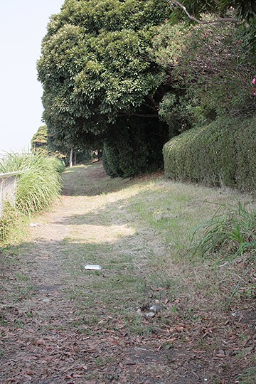 太田区のねこ