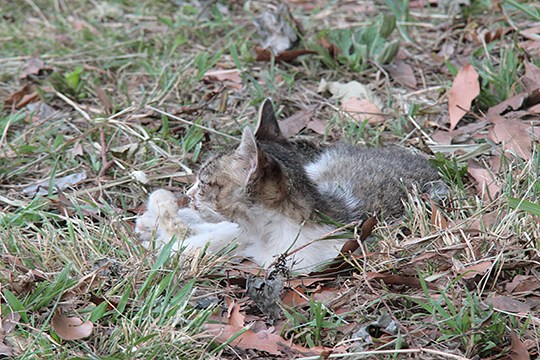 太田区のねこ