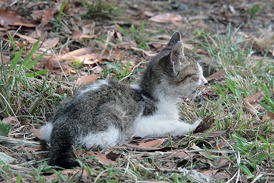 太田区のねこ