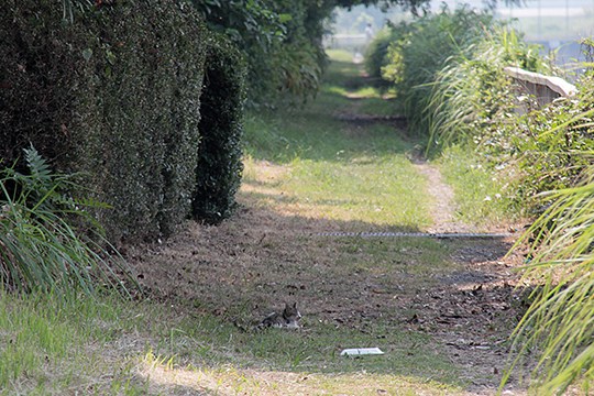 太田区のねこ