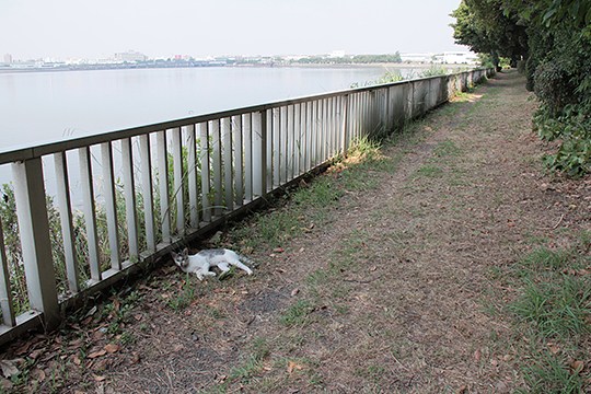 太田区のねこ
