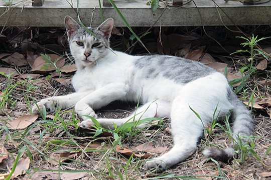 太田区のねこ