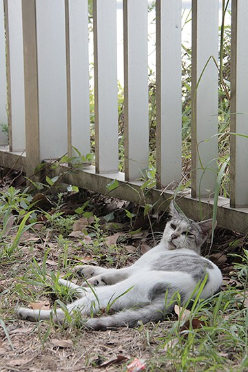 太田区のねこ