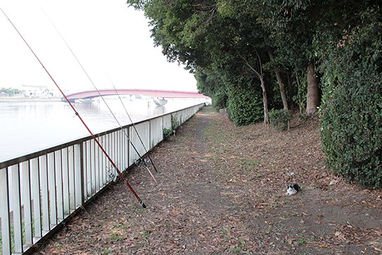 太田区のねこ