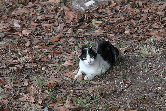 太田区のねこ