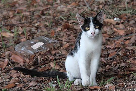 太田区のねこ