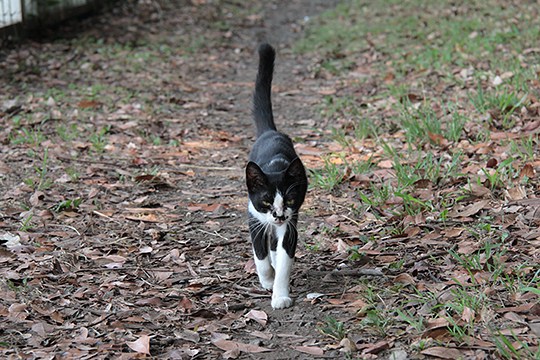 太田区のねこ
