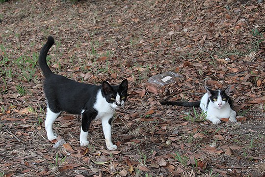 太田区のねこ