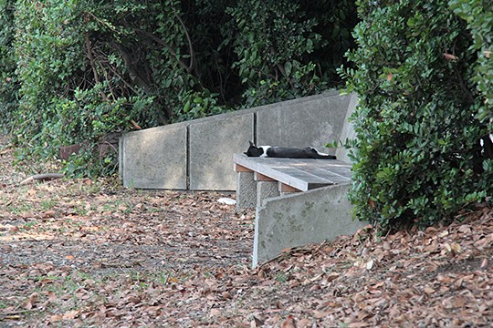 太田区のねこ