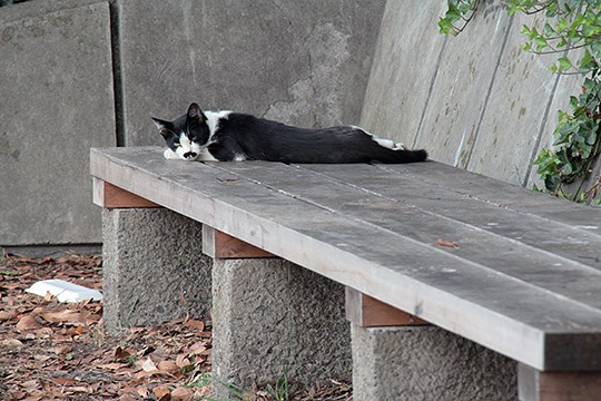 太田区のねこ