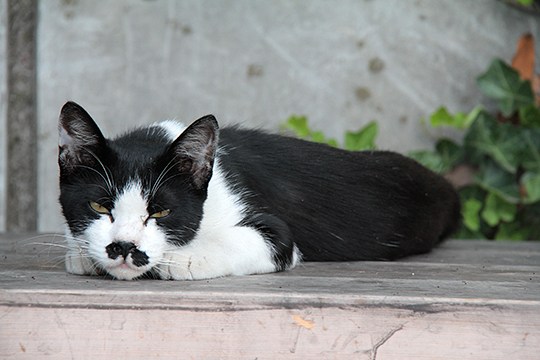 太田区のねこ