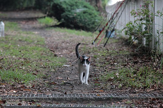 太田区のねこ