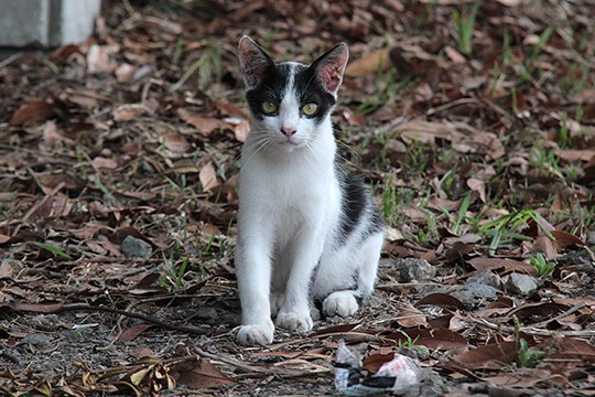 太田区のねこ