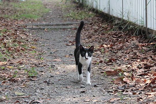 太田区のねこ