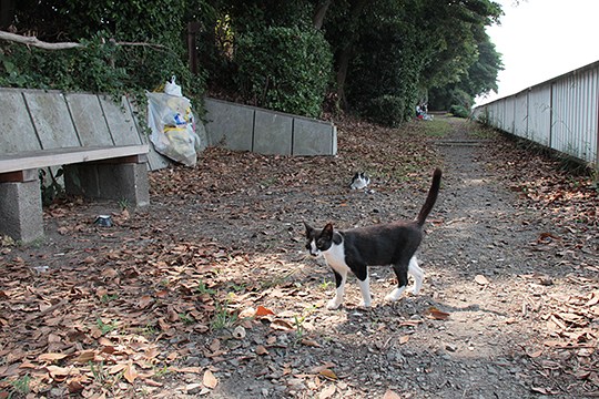 太田区のねこ