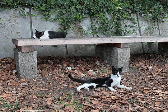 太田区のねこ