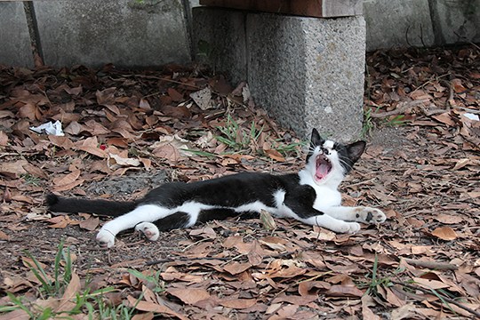 太田区のねこ