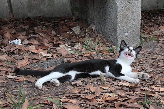 太田区のねこ