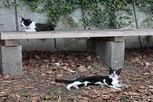 太田区のねこ