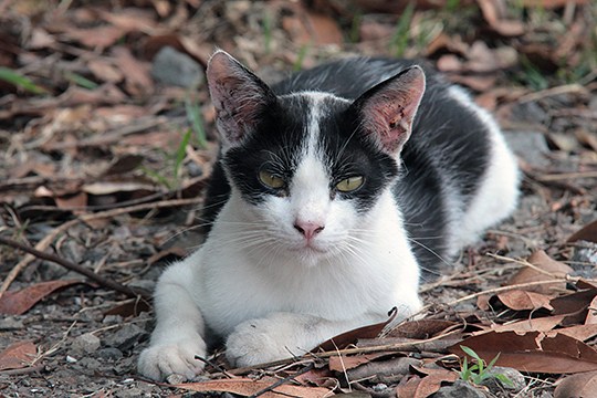 太田区のねこ