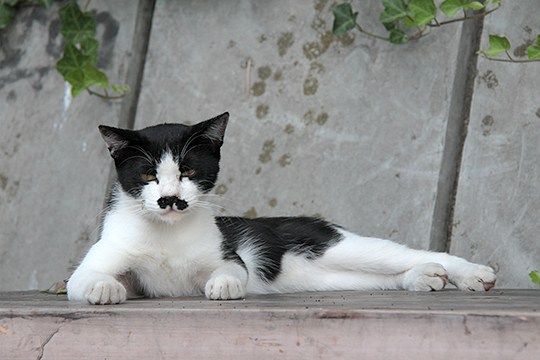 太田区のねこ