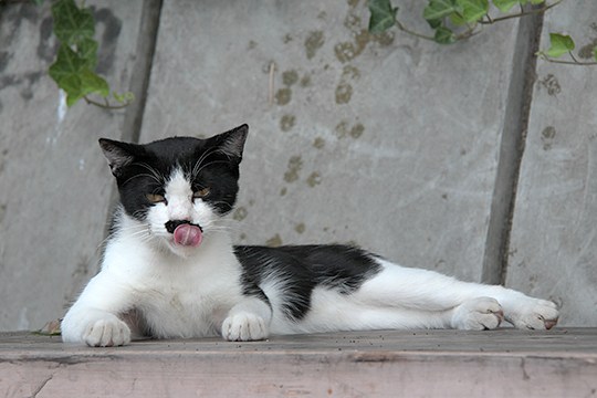 太田区のねこ