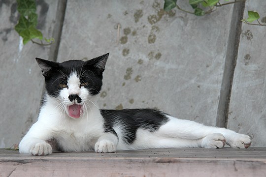 太田区のねこ