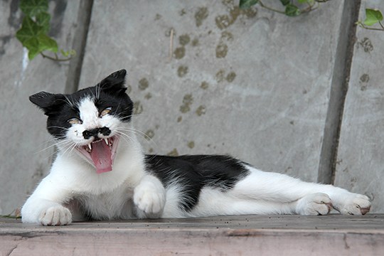 太田区のねこ