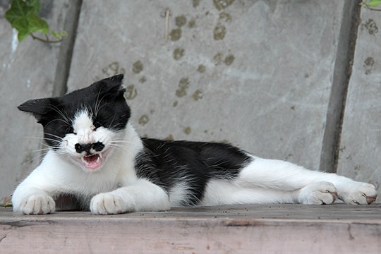 太田区のねこ