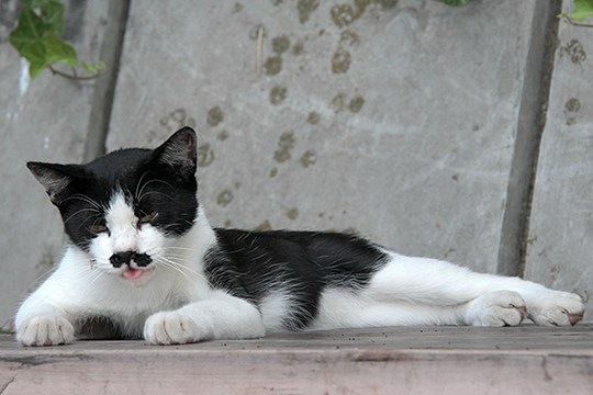 太田区のねこ
