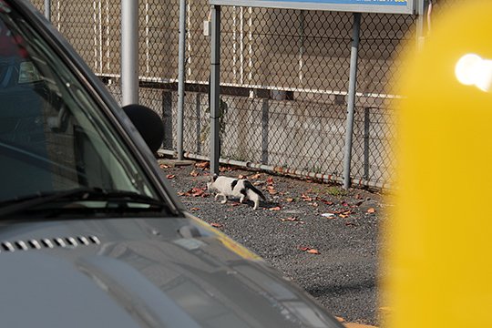 太田区のねこ