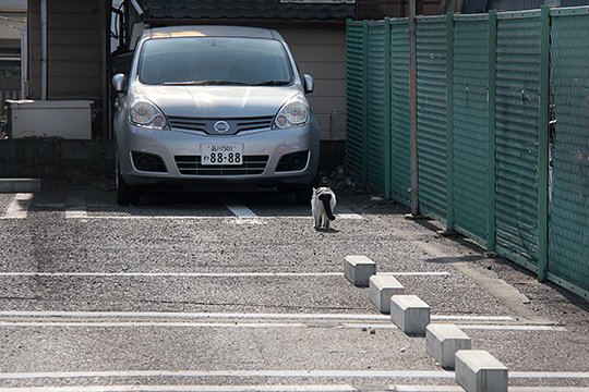 太田区のねこ