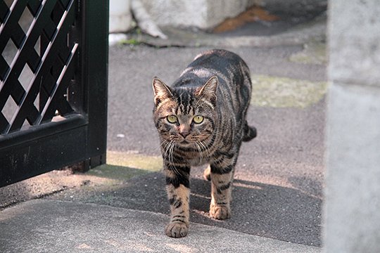 太田区のねこ