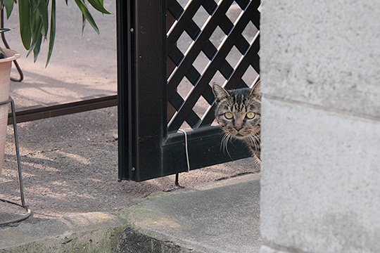 太田区のねこ