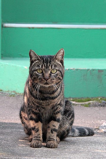 太田区のねこ