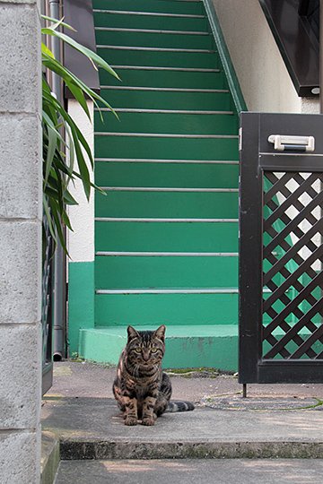 太田区のねこ