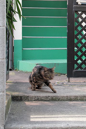 太田区のねこ