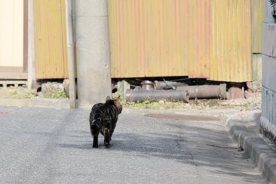 太田区のねこ