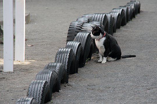 太田区のねこ