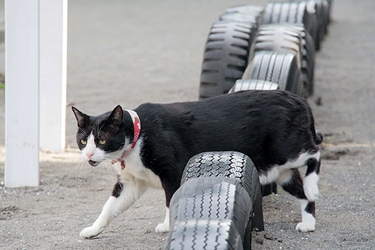 太田区のねこ