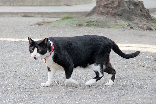 太田区のねこ