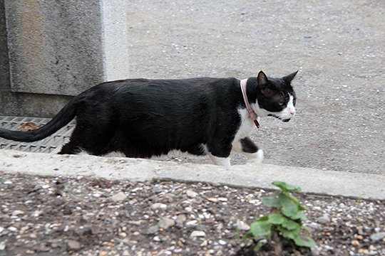 太田区のねこ